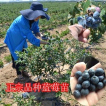 蓝莓苗基地直发品种纯（放心苗）带土发货包邮