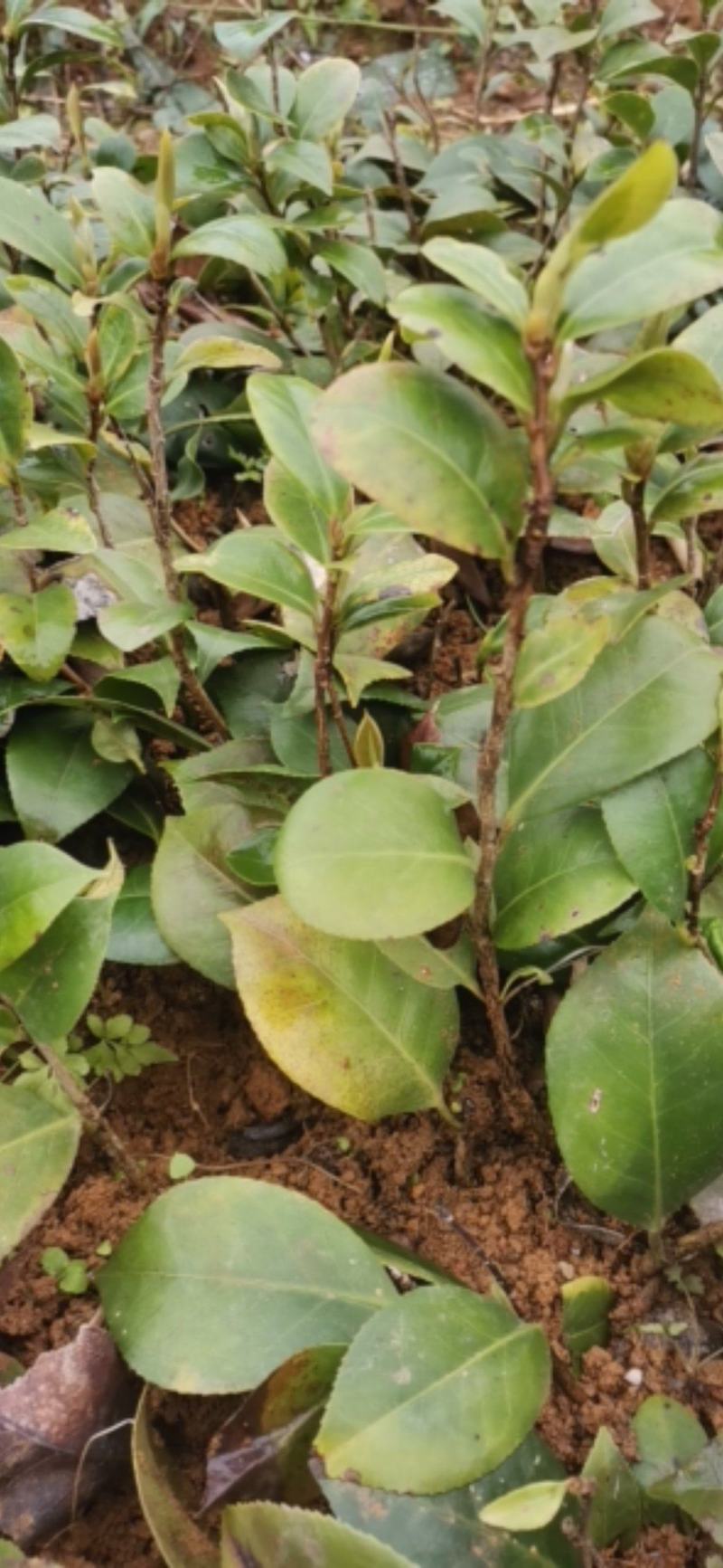 广西茶花苗红露贞赤丹占地茶花10~20cm高包邮