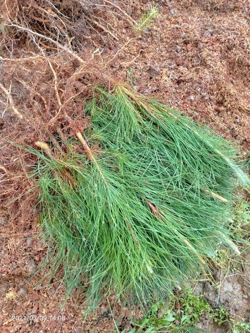 基地直发湿地松地苗造林苗