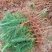 基地直发湿地松地苗造林苗