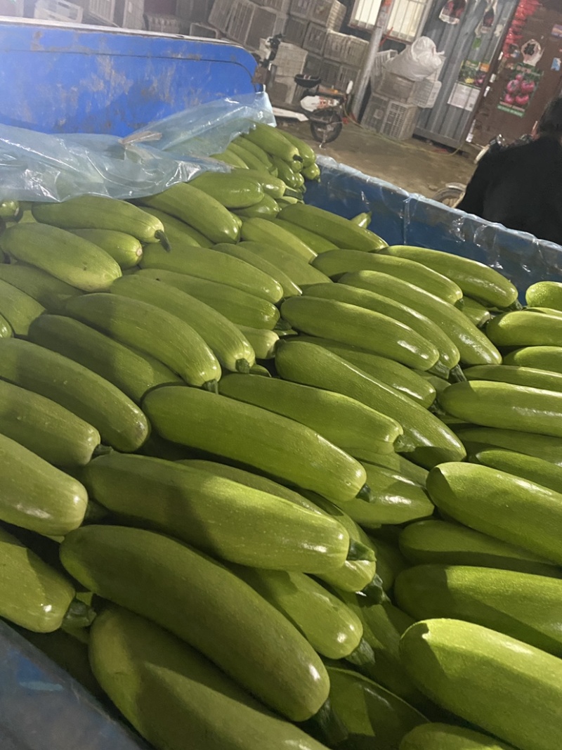山东省聊城市东昌府区精品绿皮西葫芦大量上市
