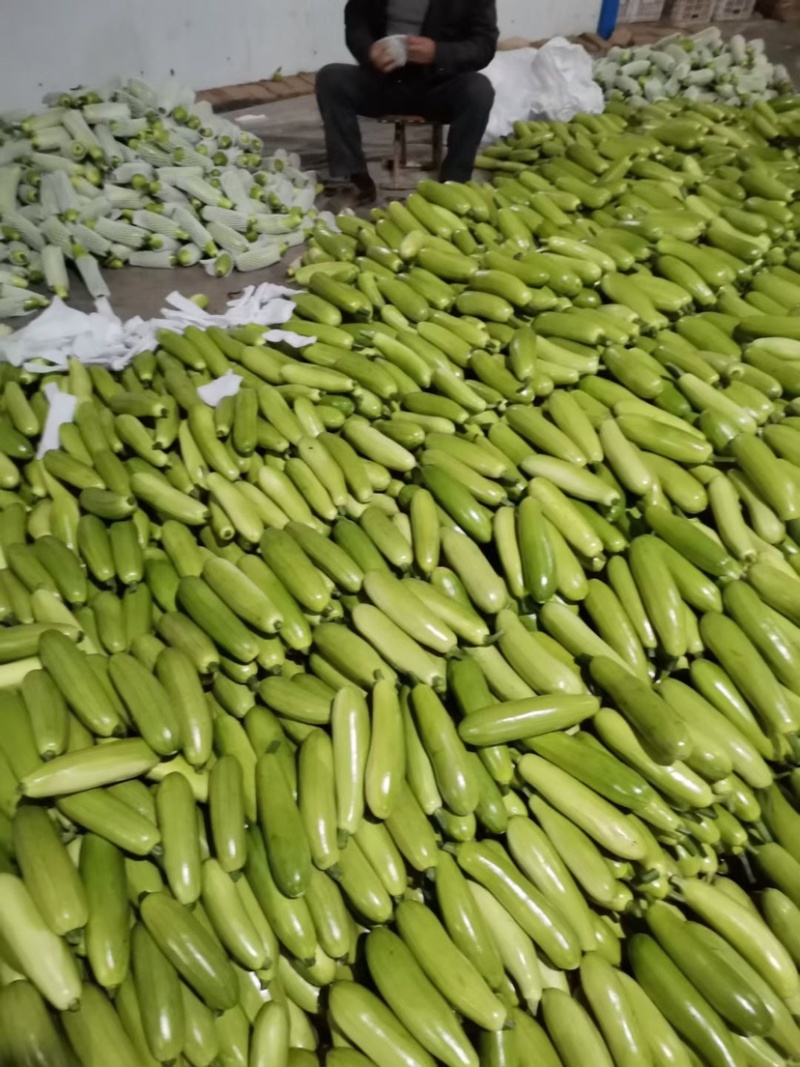 山东省聊城市东昌府区精品绿皮西葫芦大量上市