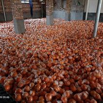 新宁7904脐橙原产地大量供应，当季储存果大量上市中！