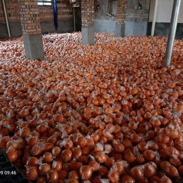 新宁7904脐橙原产地大量供应，当季储存果大量上市中！