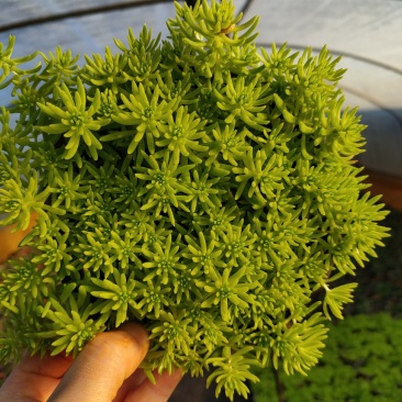 佛甲草，金色佛甲草，抗冻抗旱生命力顽强易养活