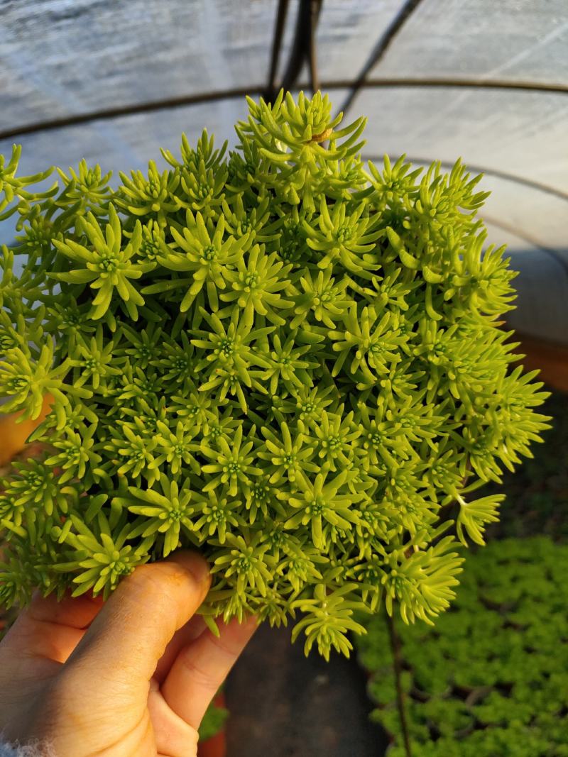 佛甲草，金色佛甲草，抗冻抗旱生命力顽强易养活