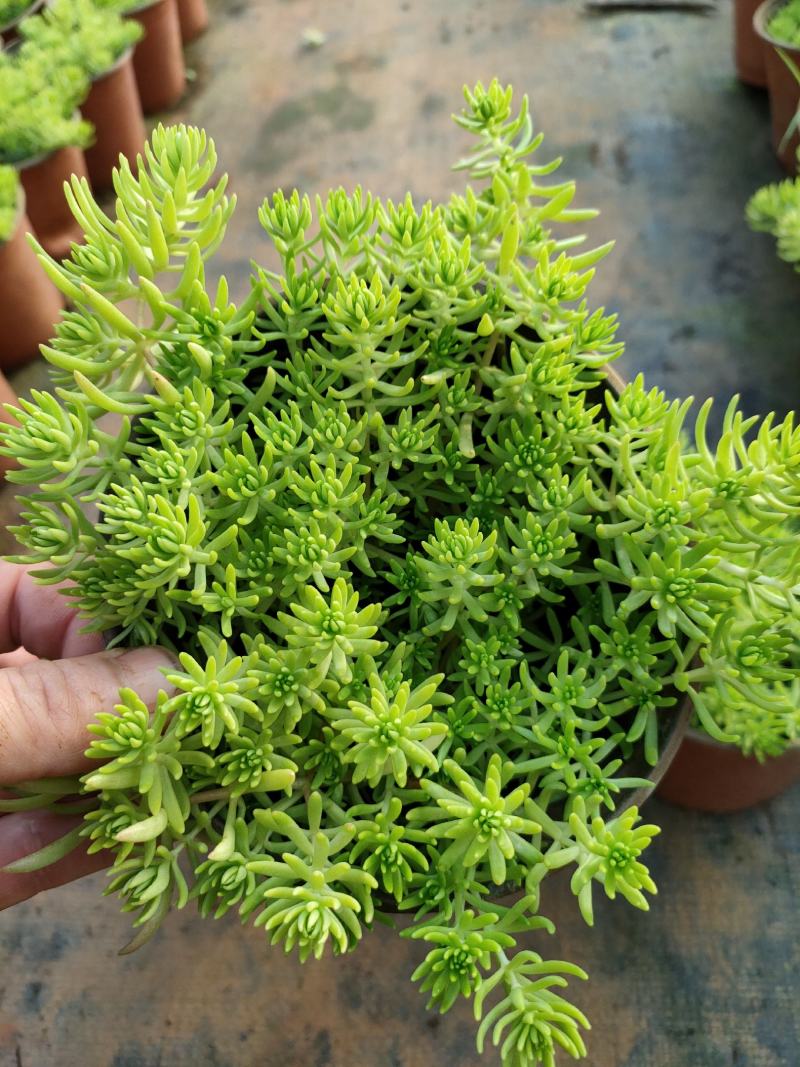 佛甲草，金色佛甲草，抗冻抗旱生命力顽强易养活