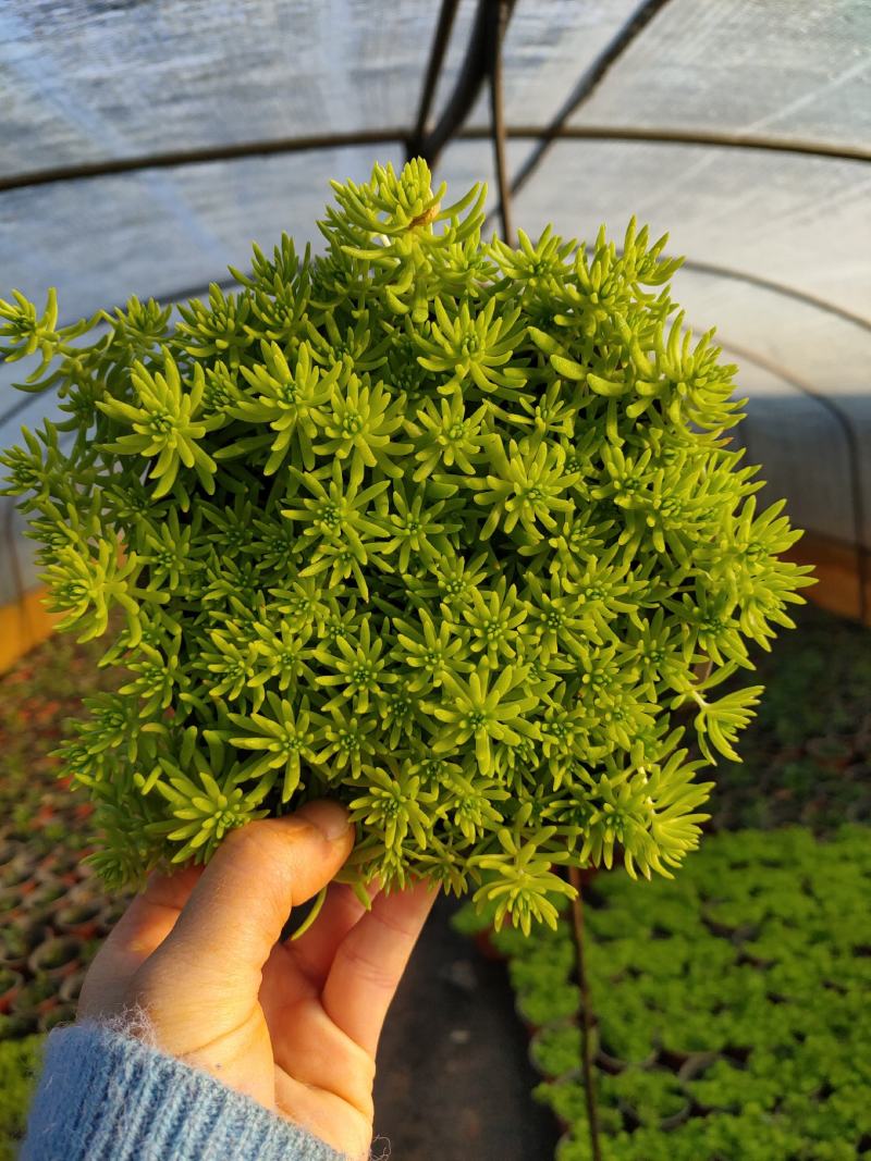 佛甲草，金色佛甲草，抗冻抗旱生命力顽强易养活