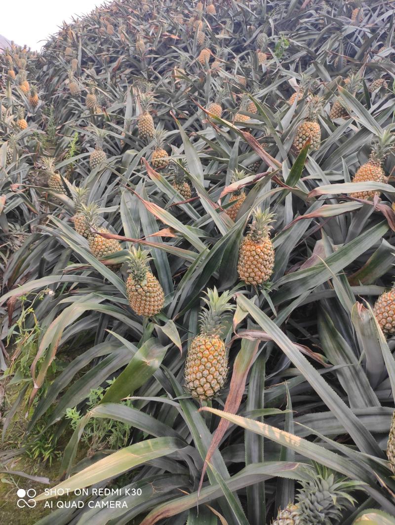 云南红河河口香水菠萝\大量现货丶产地直发电商货、市场货