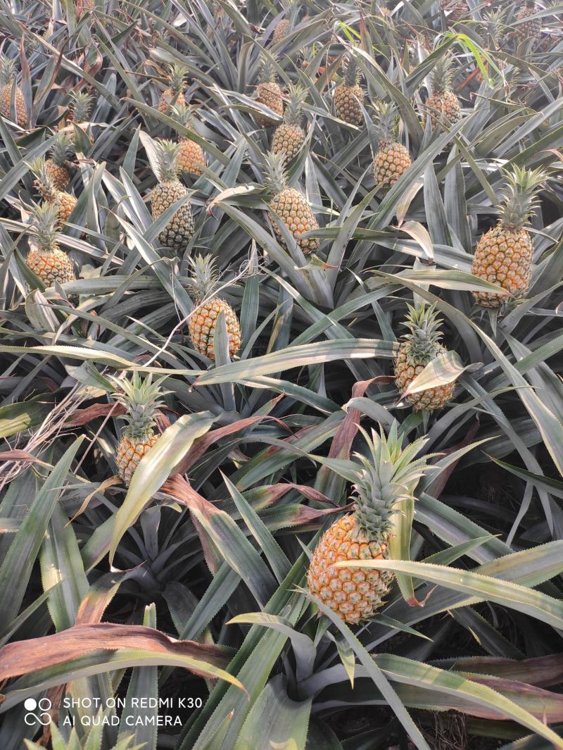 云南红河河口香水菠萝\大量现货丶产地直发电商货、市场货
