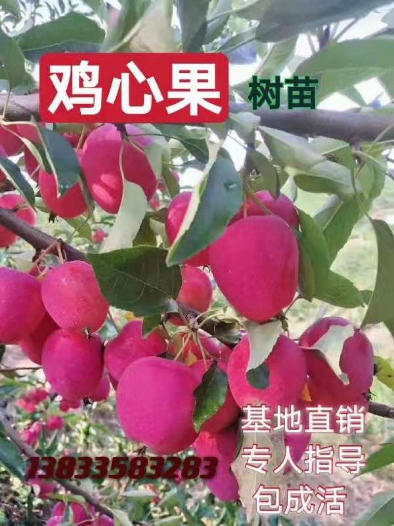 鸡心果盆景，苹果盆景，甜口山楂盆景桃树盆景盆栽