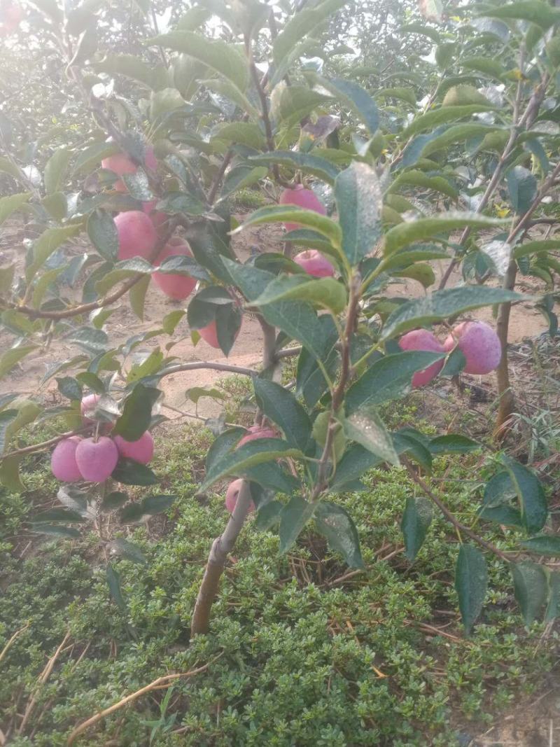 鸡心果盆景，苹果盆景，甜口山楂盆景桃树盆景盆栽