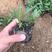 紫菀高山紫菀，基地量大,绿化用工程苗，质量保证