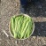 山东莘县精品芸豆扁青芸豆大量上市中质量好价格低廉