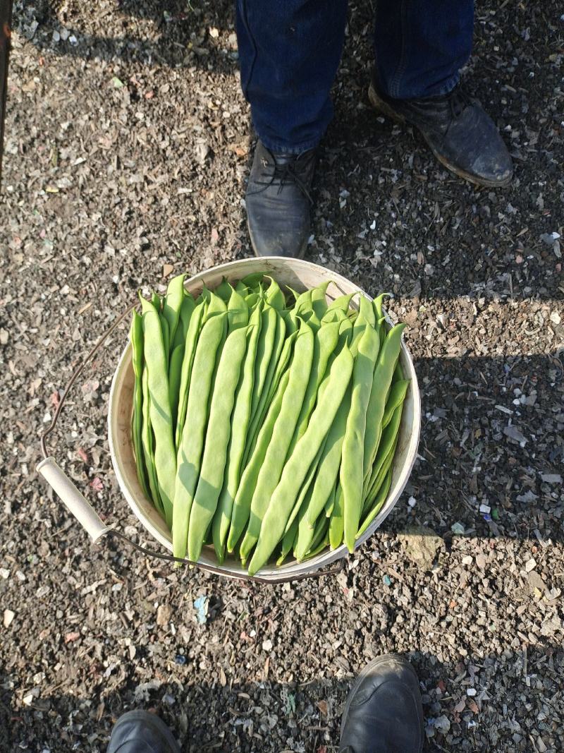 山东莘县精品芸豆扁青芸豆大量上市中质量好价格低廉