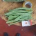 山东莘县精品芸豆扁青芸豆大量上市中质量好价格低廉