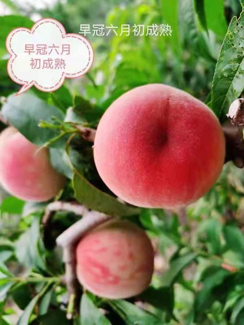 各种果树苗和各种规格的成型树和各种果树苗
