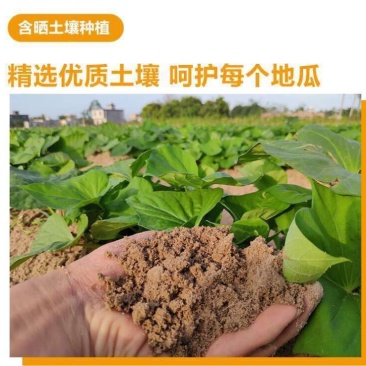 澄迈桥头地瓜鸣门金时板栗薯富硒地瓜红薯精品礼盒装一件代发