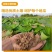 澄迈桥头地瓜鸣门金时板栗薯富硒地瓜红薯精品礼盒装一件代发