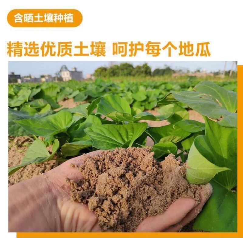 澄迈桥头地瓜鸣门金时板栗薯富硒地瓜红薯精品礼盒装一件代发