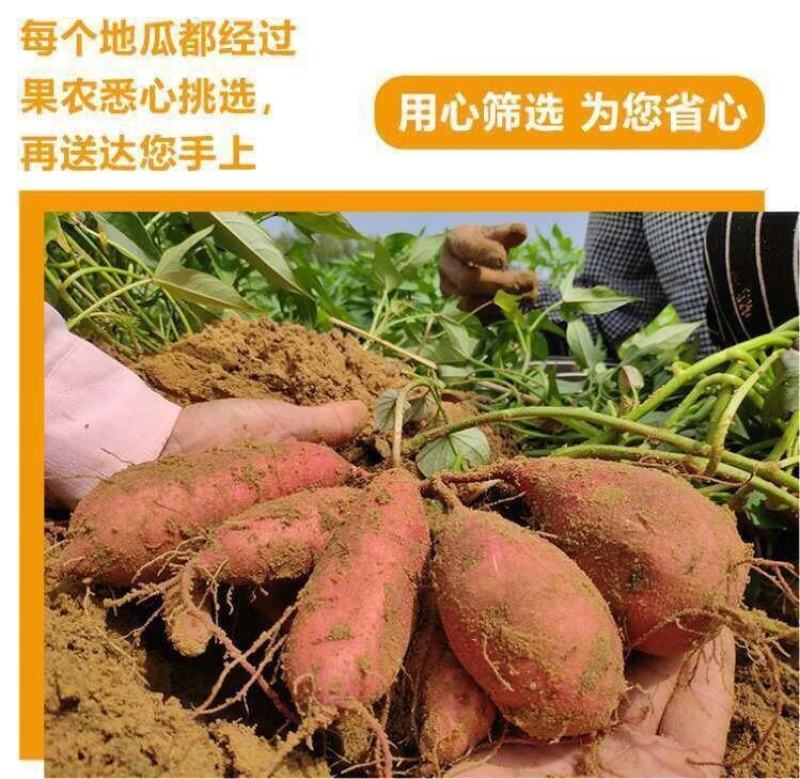 澄迈桥头地瓜鸣门金时板栗薯富硒地瓜红薯精品礼盒装一件代发