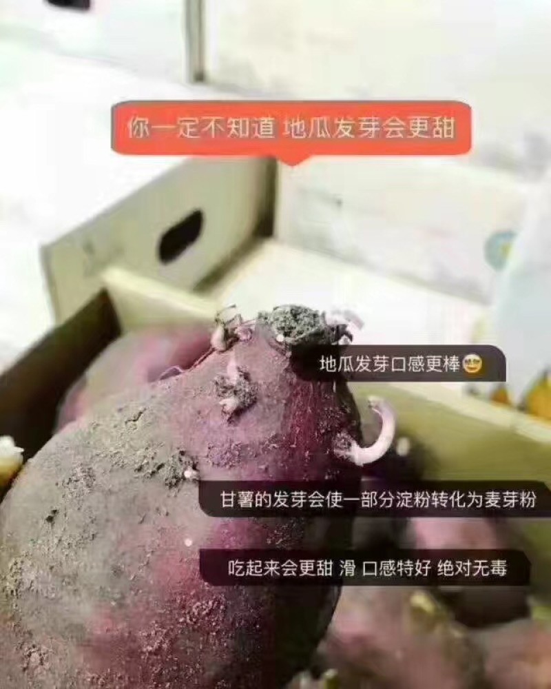 澄迈桥头地瓜鸣门金时板栗薯富硒地瓜红薯精品礼盒装一件代发