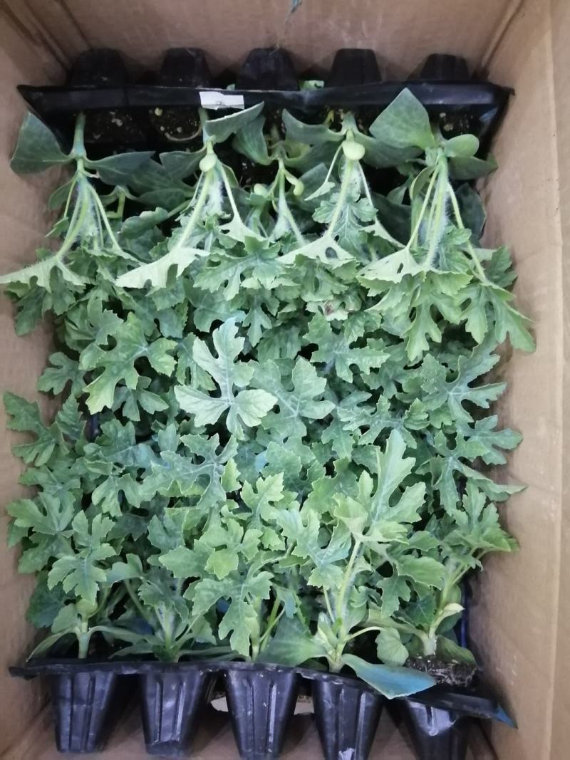 河南西瓜苗精品西瓜苗品种齐全货源充足质量保证产地直销欢迎选购