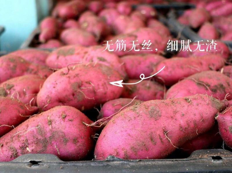 澄迈桥头地瓜/鸣门金时/富硒地瓜/沙土地瓜精品礼盒装批发
