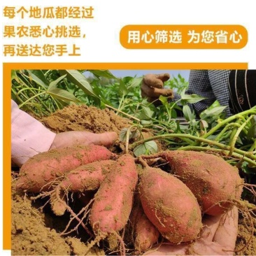 澄迈桥头地瓜/鸣门金时/富硒地瓜/沙土地瓜精品礼盒装批发