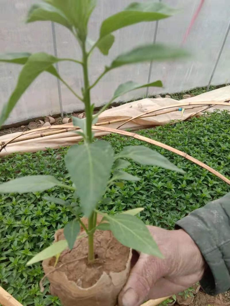 辣椒苗，精品辣椒苗，厂家直供，货源充足，质量保证，