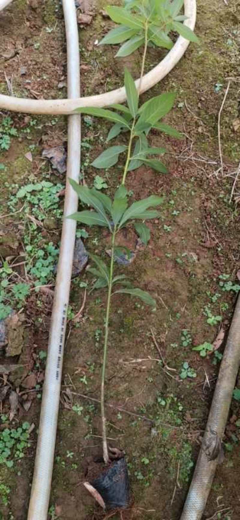 金丝楠木杯苗，黑胶杯和无纺布杯，有小叶桢楠和闽楠