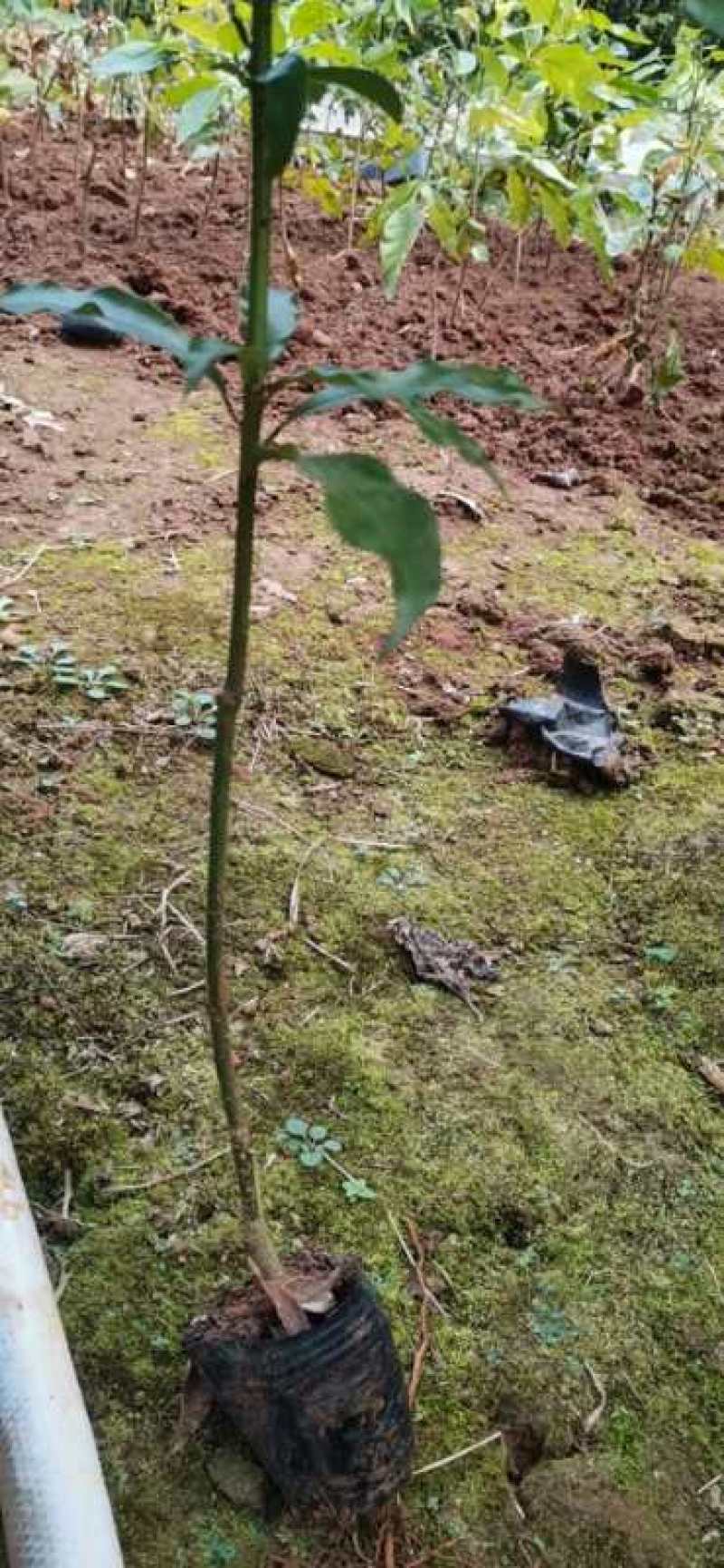 金丝楠木杯苗，黑胶杯和无纺布杯，有小叶桢楠和闽楠
