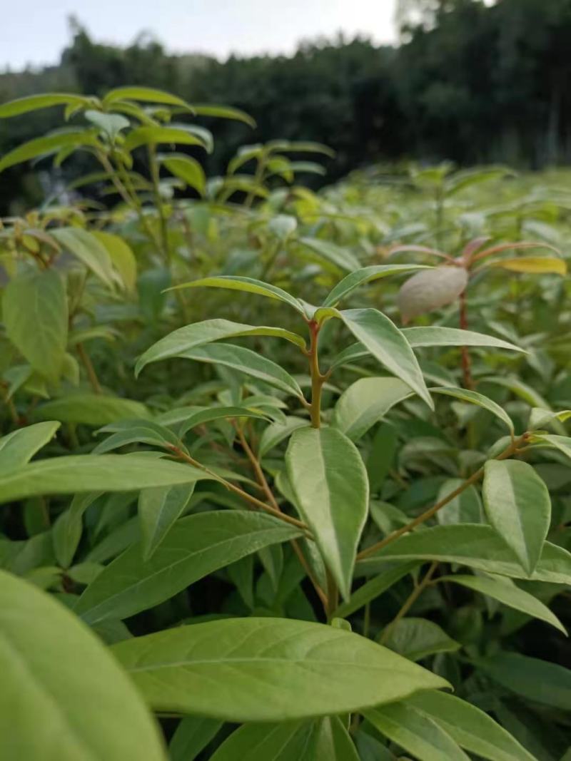 金丝楠木杯苗，黑胶杯和无纺布杯，有小叶桢楠和闽楠