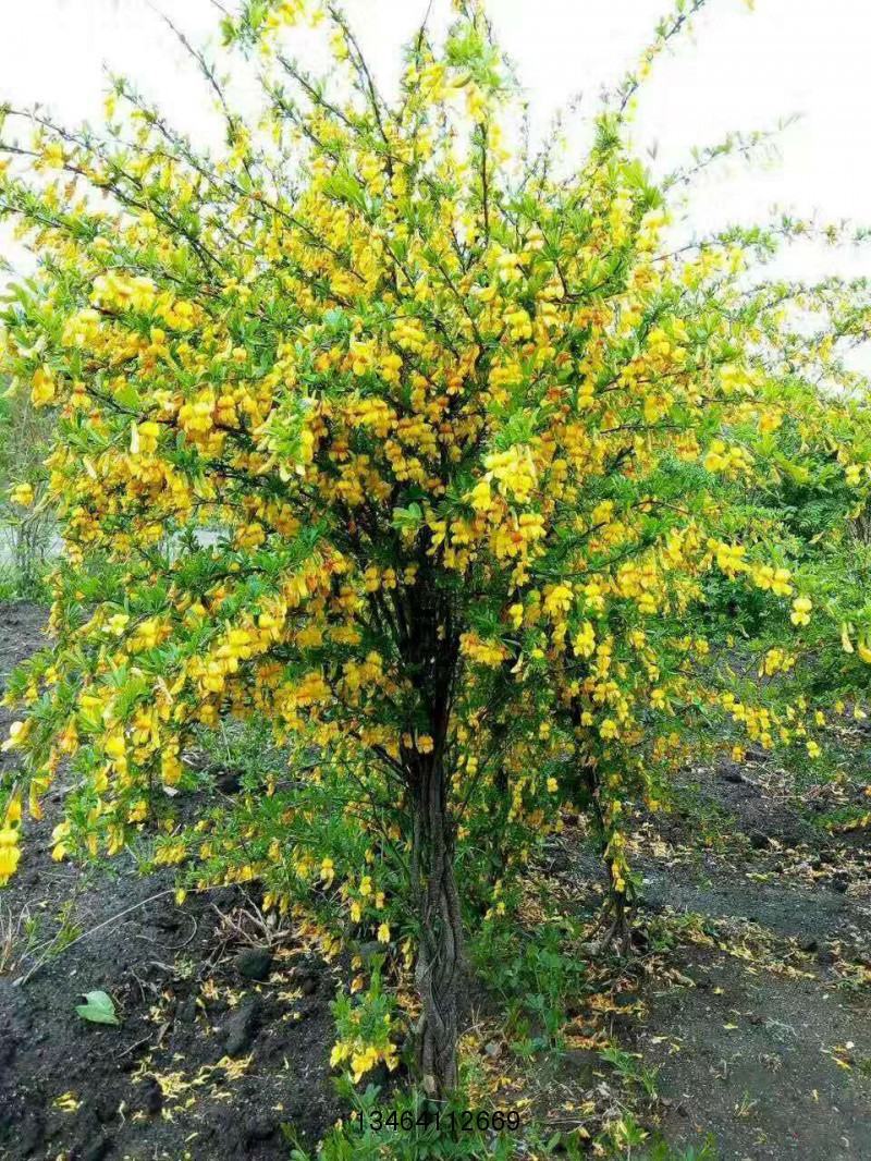 金雀花可食用、入药，还能观赏绿化，又名黄金雀，金雀锦鸡花