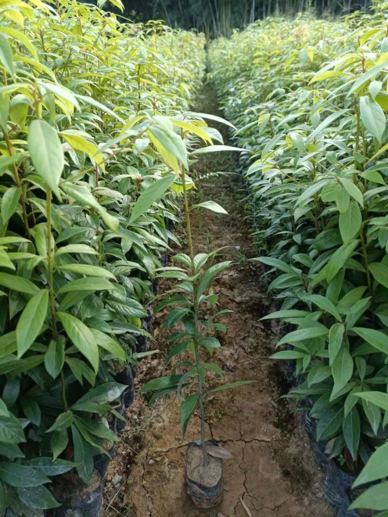 金丝楠木杯苗，黑胶杯和无纺布杯，有小叶桢楠和闽楠
