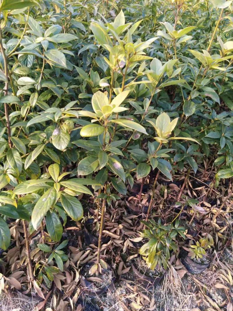 金丝楠木杯苗，黑胶杯和无纺布杯，有小叶桢楠和闽楠