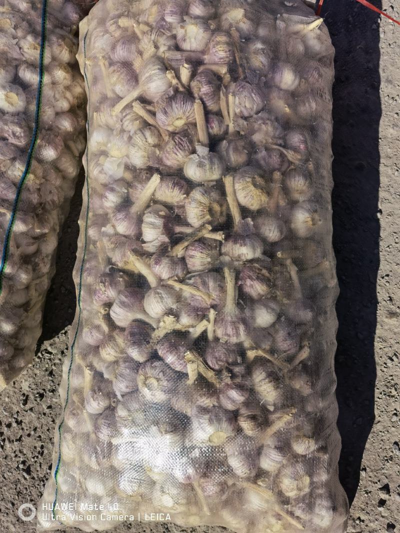 仓库冷库出租配资专业储存蒜苔大蒜大白菜储存吨位灵活
