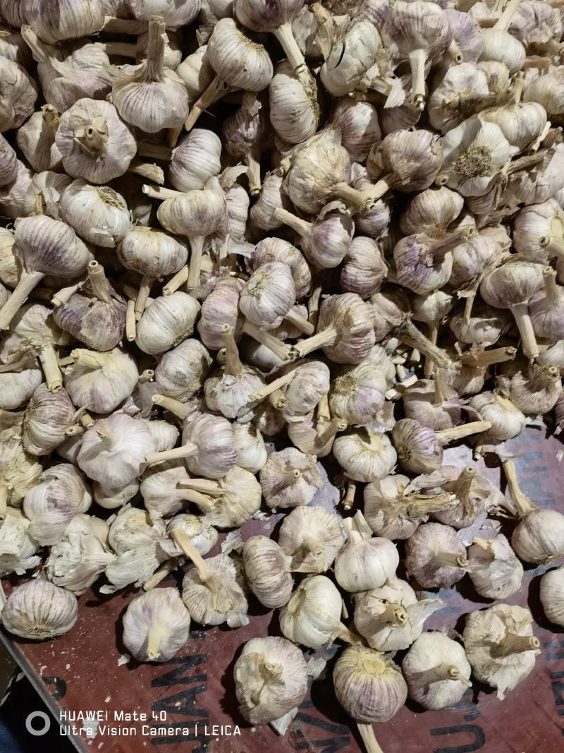 仓库冷库出租配资专业储存蒜苔大蒜大白菜储存吨位灵活