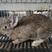比利时兔种兔加盟合作养殖包教技术包回收送养殖笼具送药物