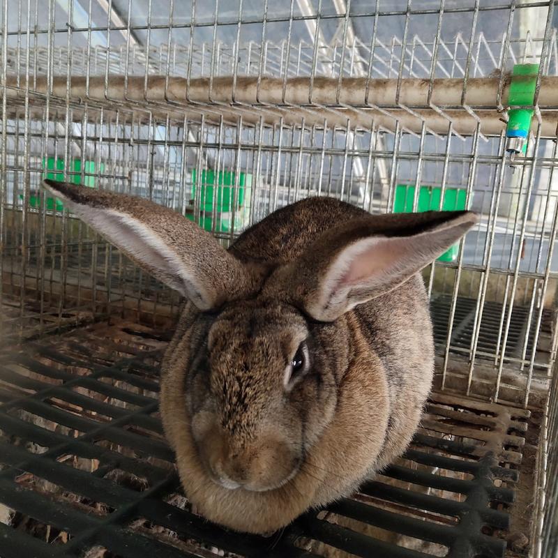 比利时兔种兔加盟合作养殖包教技术包回收送养殖笼具送药物