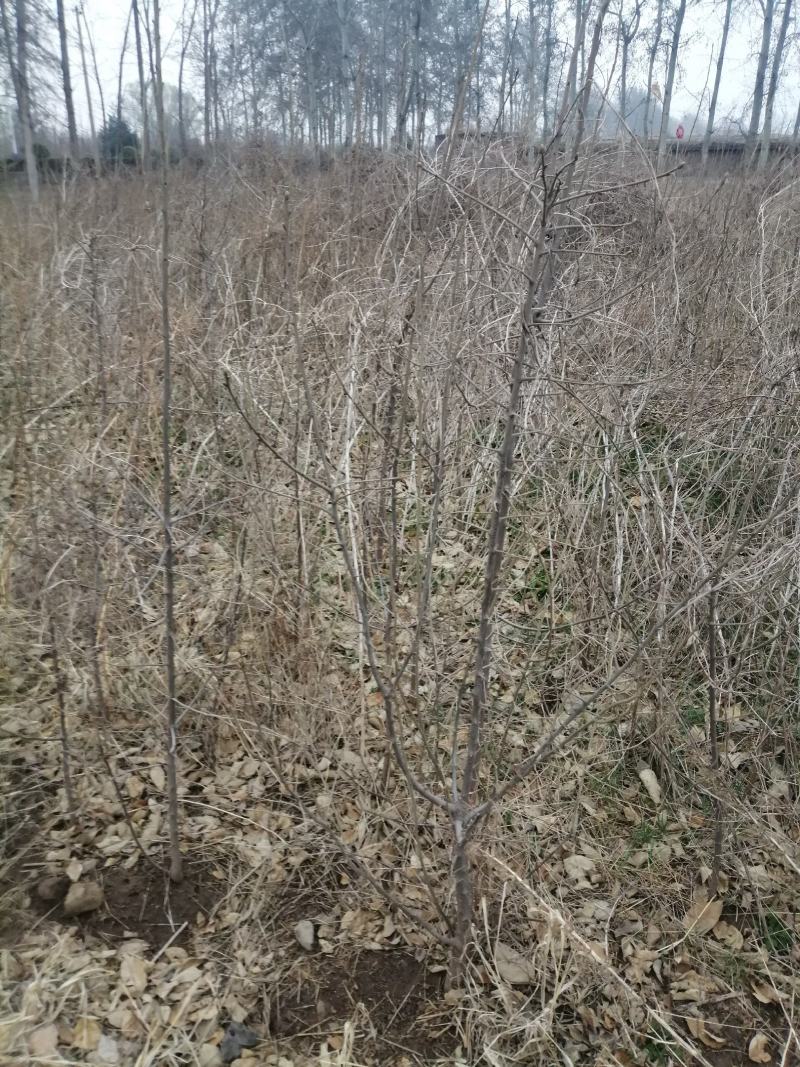翅果油苗多少钱一棵，翅果苗价格，山西翅果苗批发