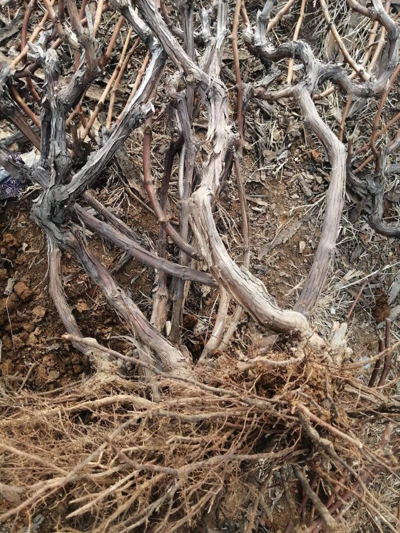 长年供应占地用葡萄苗，树。各种果树。质优价廉，量大从优。