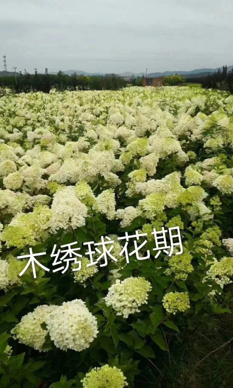 木绣球（大花水亚木）扦插苗及成品苗现货通货10到30公分