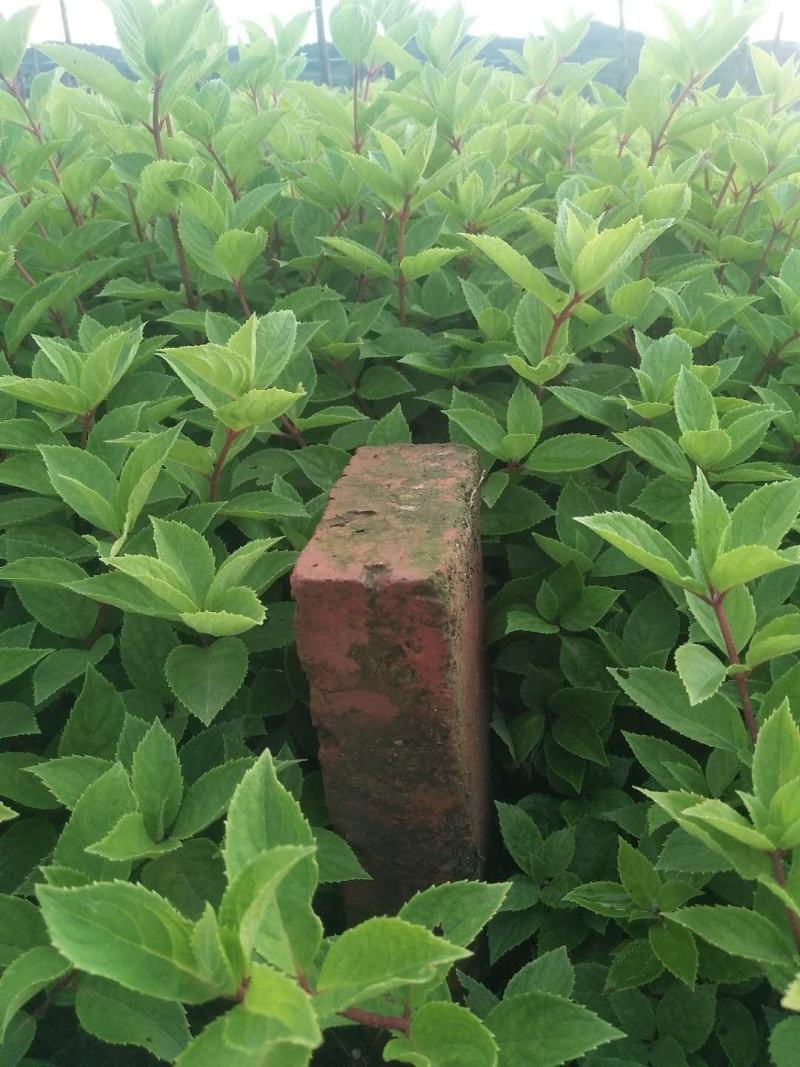 木绣球（大花水亚木）扦插苗及成品苗现货通货10到30公分
