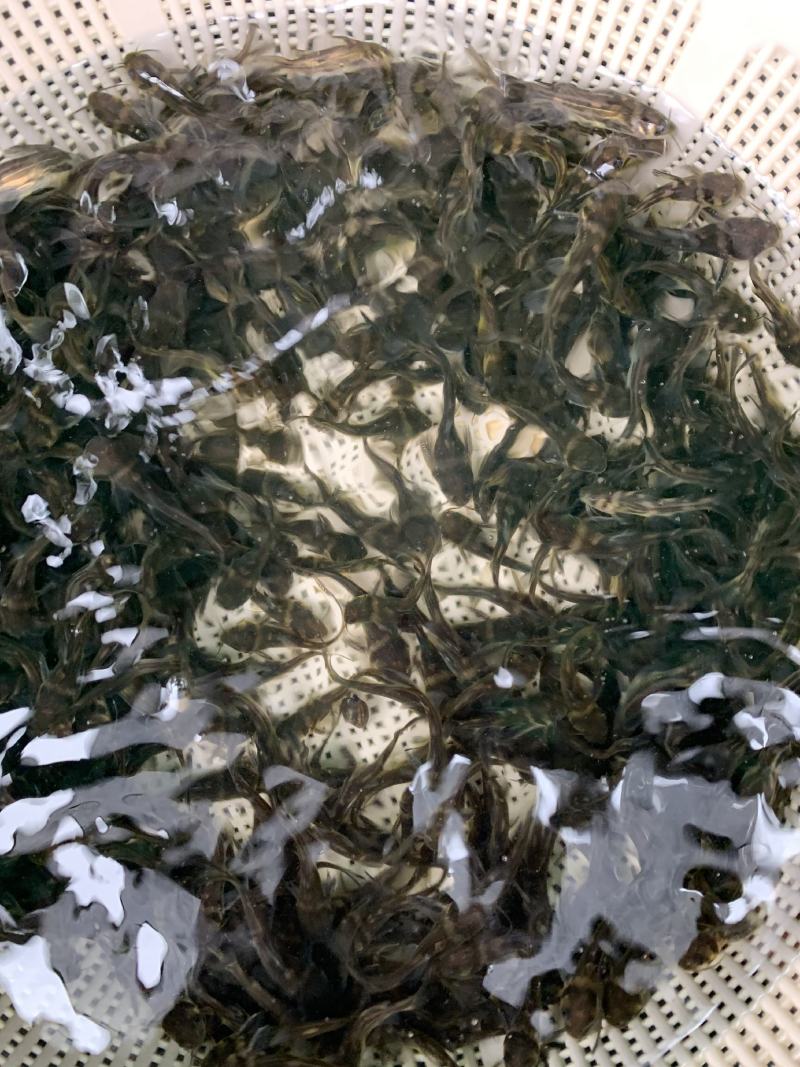 优质淡水黄骨鱼苗黄丫鱼苗黄辣丁鱼苗黄颡鱼苗