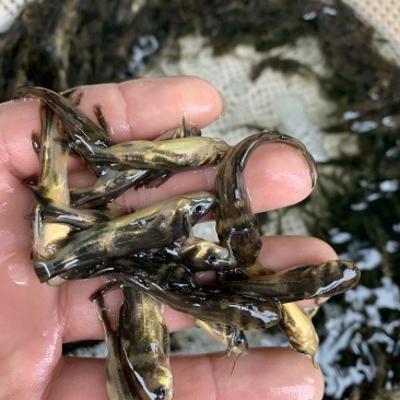 优质淡水黄骨鱼苗黄丫鱼苗黄辣丁鱼苗黄颡鱼苗