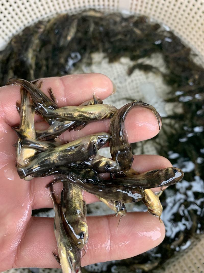 优质淡水黄骨鱼苗黄丫鱼苗黄辣丁鱼苗黄颡鱼苗