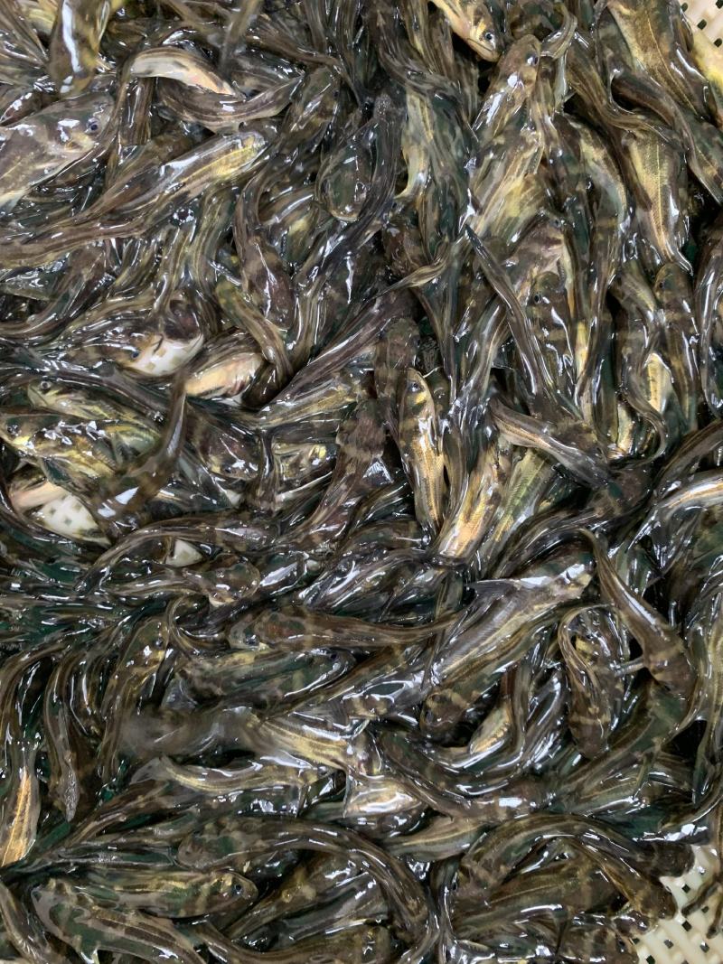 优质淡水黄骨鱼苗黄丫鱼苗黄辣丁鱼苗黄颡鱼苗