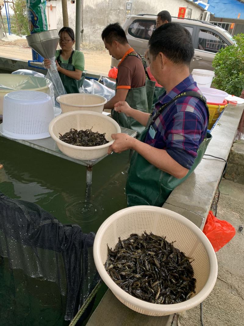 优质淡水黄骨鱼苗黄丫鱼苗黄辣丁鱼苗黄颡鱼苗