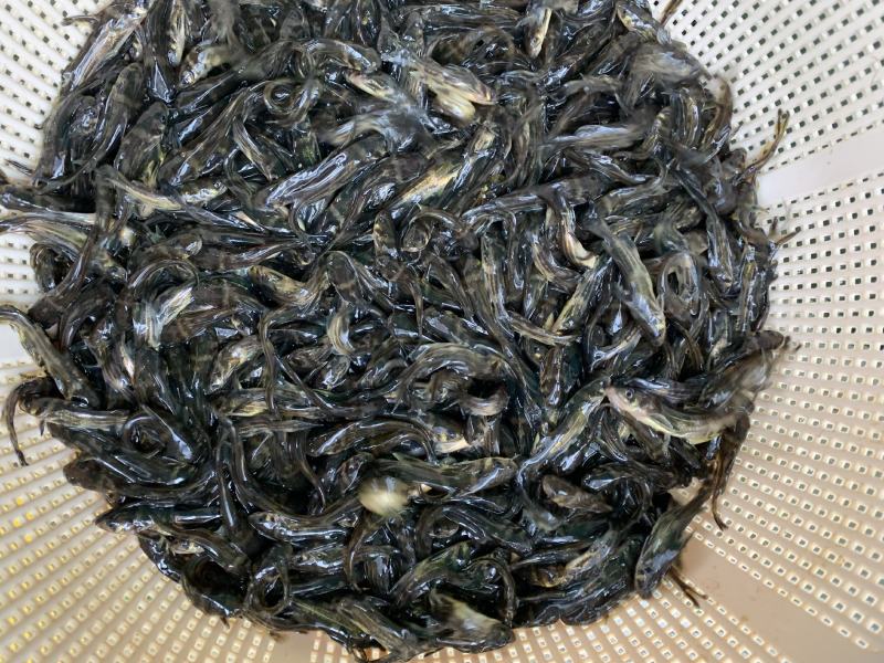 优质淡水黄骨鱼苗黄丫鱼苗黄辣丁鱼苗黄颡鱼苗
